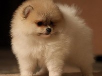 Suzzy %285%2920180429 19058 s0xkyn