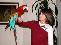 Macaw as pet 144