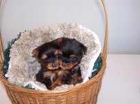 Yorkies